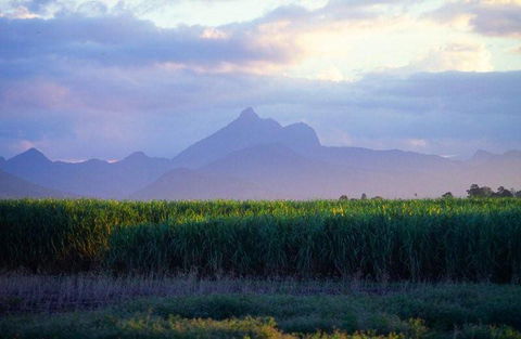 Mt Warning Rainforest Park - Accommodation Newcastle 21
