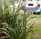Buronga Riverside Caravan Park - Accommodation Newcastle