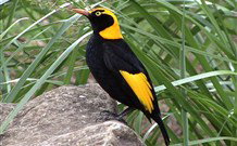 Easy Street Retreat - Accommodation Newcastle 1