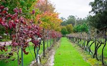 Peppers Convent Hunter Valley - Pokolbin - Accommodation Newcastle 4