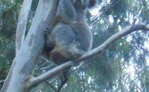 Barrington Tops Organic Retreat - Accommodation Newcastle 7