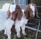 Burns B and B and Yabby Farm - Accommodation Newcastle
