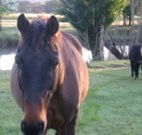 Reynella Kosciusko Rides Accommodation