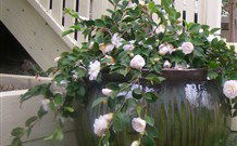 Amore Boutique Bed And Breakfast - Accommodation Newcastle 2