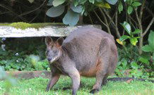 Bellawongarah At Berry - Accommodation Newcastle 6