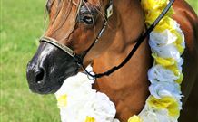 Hunter Valley Macadamia Lodge - Accommodation Newcastle 3