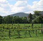 Jessica's Guest House and Vineyard - Accommodation Newcastle