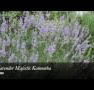 Lavender Majestic - Accommodation Newcastle