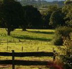 Pines on the Plateau - Accommodation Newcastle