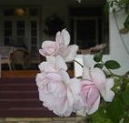 White House Heritage Guesthouse - Accommodation Newcastle