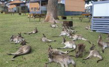 Ecoasis - Accommodation Newcastle 4