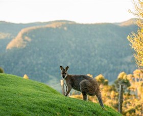 Spring Creek Mountain Cafe And Cottages - Accommodation Newcastle 0
