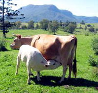 Cedar Glen Farmstay