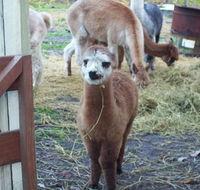 Aroundtu-It Eco Caravan Park - Accommodation Newcastle