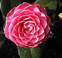 Cloverlea Gardens Bed and Breakfast - Accommodation Newcastle