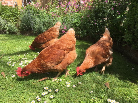 Aggies Bed And Breakfast - Accommodation Newcastle 3