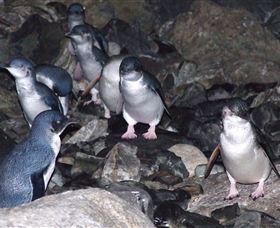 A Portside Experience - King Island - Accommodation Newcastle 4