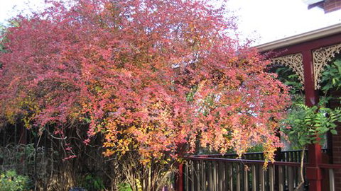 Finches Of Beechworth - Accommodation Newcastle 4