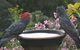 Lyrebird Cottages - thumb 7
