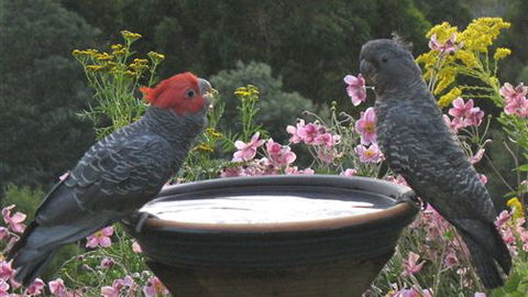 Lyrebird Cottages - Accommodation Newcastle 7