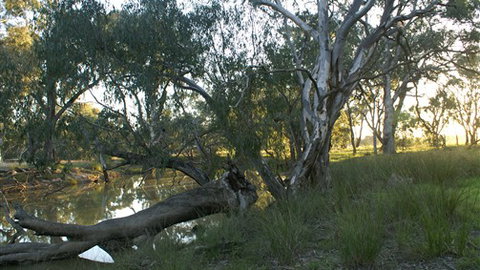 Numurkah Caravan Park - Accommodation Newcastle 5