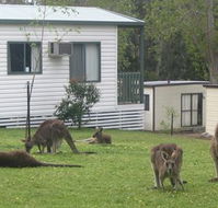 Halls Gap Caravan Park - Accommodation Newcastle