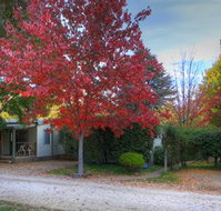 Bright Caravan Park - Accommodation Newcastle