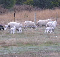 Auberge Woodend - Accommodation Newcastle