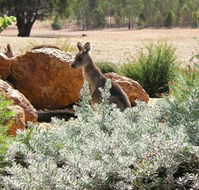Kangaroos in the Top Paddock - Accommodation Newcastle