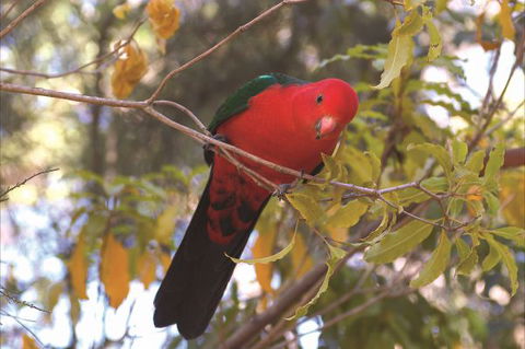 Creel Lodge - Accommodation Newcastle 16