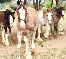 Hunter Valley Horses - Accommodation Newcastle 1