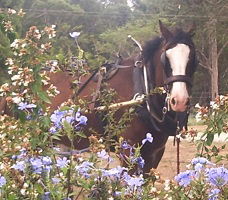 Hunter Valley Horses - Accommodation Newcastle 3