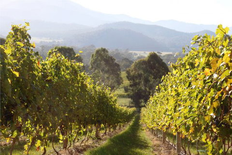 Pizzini's Vineyard Guesthouse - Accommodation Newcastle 6
