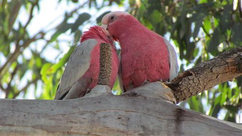 River Gardens Bed And Breakfast Farmstay - Accommodation Newcastle 6