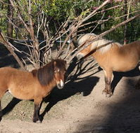 Cloud End Farmstay - Accommodation Newcastle