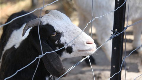Cloud End Farmstay - Accommodation Newcastle 3