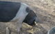 Cloud End Farmstay - thumb 4