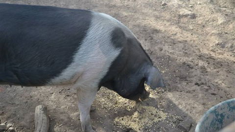 Cloud End Farmstay - Accommodation Newcastle 4