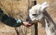 Cloud End Farmstay - thumb 6