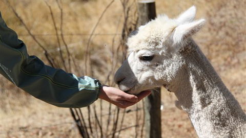 Cloud End Farmstay - Accommodation Newcastle 6