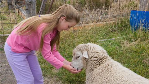 Bellevue Farmstay - Accommodation Newcastle 3