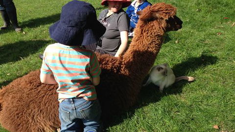 Bellevue Farmstay - Accommodation Newcastle 5