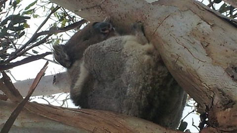 Bellevue Farmstay - Accommodation Newcastle 7