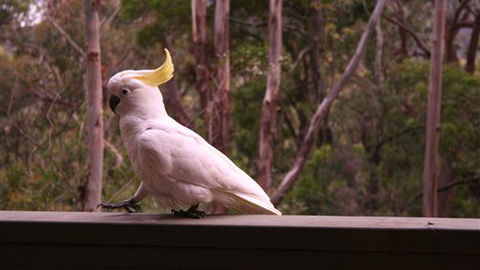 Heavenly Retreat - Accommodation Newcastle 5