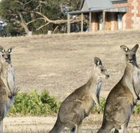 Grampians Pioneer Cottages - Accommodation Newcastle