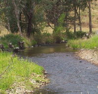 Murphy's Cabin - Accommodation Newcastle