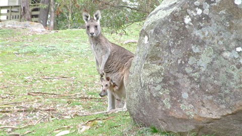 Halls Gap Hideaway - Accommodation Newcastle 3