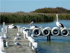 Milang Lakeside Caravan Park - Accommodation Newcastle 1