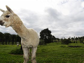 Seppelts View Cabins - Accommodation Newcastle 3