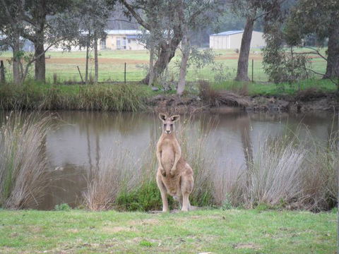 Grampians Chalets - Accommodation Newcastle 4